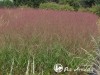 Sora rykštėtoji  ,Shenandoah' (lot.  Panicum virgatum)